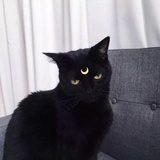 黑不溜秋猫