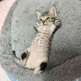 金菠萝