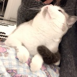 皮皮