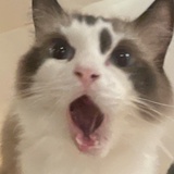 本人很谦虚哈