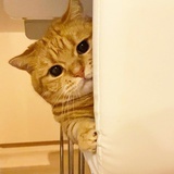 吃掉