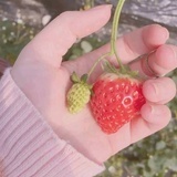 冰糖草莓