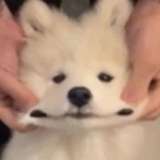 不是猪猪