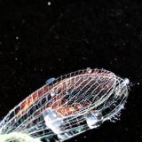 黄粉鹿角花金龟