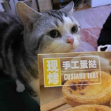 蛋挞🐱