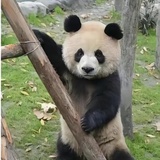 非著名拖延专家