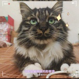 卿酒酒