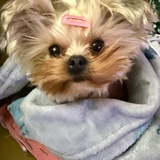 咸蛋黄