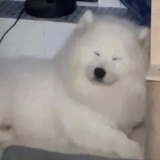 嘉