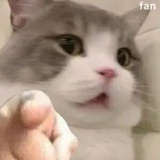 西瓜真可爱啊