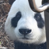 弦