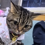 飞飞鸟