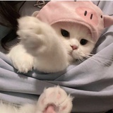 你蒸煮糊了吗