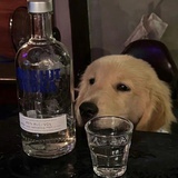 小狗可以酗酒吗