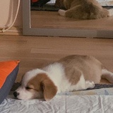 短腿小狗