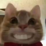 羊胎素