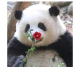 下辈子想当熊猫