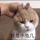 小兔宰治