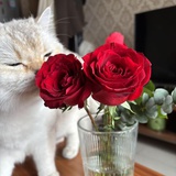 再爱本猫一次