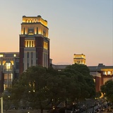 海树