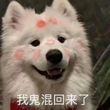 老人与狗