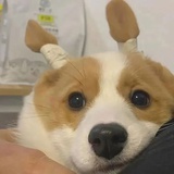 锲而不舍