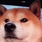 怂怂超爱吃火锅