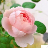 掐花尖儿53952