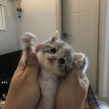 满满的苏