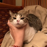 金人13