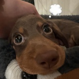 降龙十八掌中宝