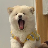 鳕鱼与疯人