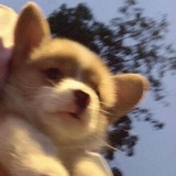 关东煮煮猪