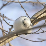 圆滚滚暧