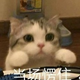 裙裙