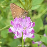 绛珠草