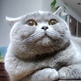 SAMSA