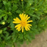 烤棉花云