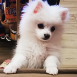 Suya