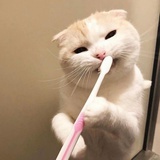 cerealkiller
