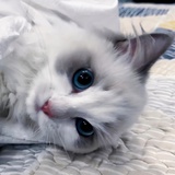 nono