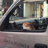 咯噔咯噔