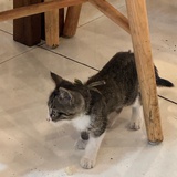 小猪泡泡圈