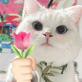 小胖狗爱学习