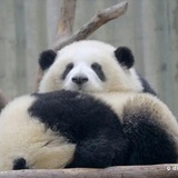 大熊猫宝可梦