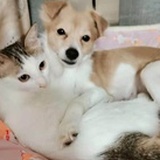 秋