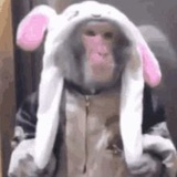 小狗咬尾巴
