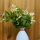 Kikyo鹿