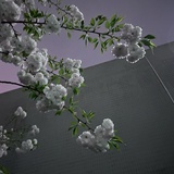 聂风