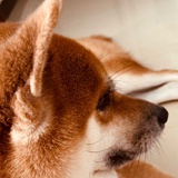 旺仔小馒头